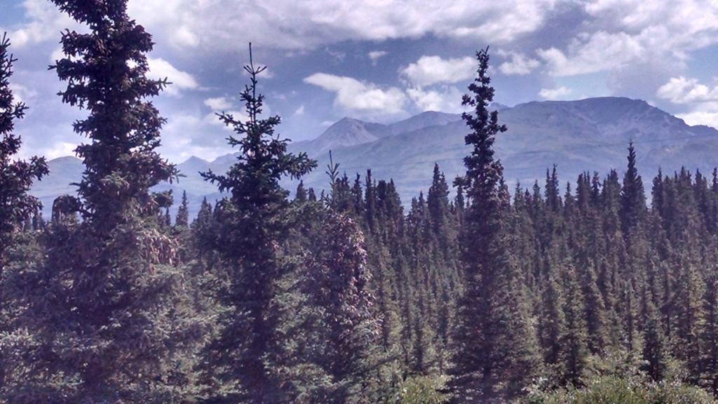 Denali'S Alaskan Spruce Cabins Healy Exterior foto